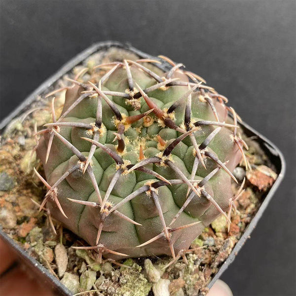 Gymnocalycium riojense, 3-4cm