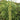 Green Love-lies-bleeding Flower Seeds, 1g