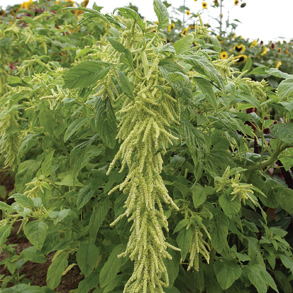 Green Love-lies-bleeding Flower Seeds, 1g