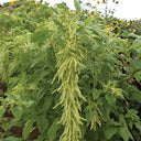 Green Love-lies-bleeding Flower Seeds, 1g