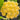 Hoya mindorensis 'Yellow Form', 5 Cuttings