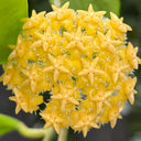 Hoya mindorensis 'Yellow Form', 5 Cuttings