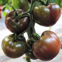 'Coffee Strawberry' Tomato Seeds, 100 Seeds