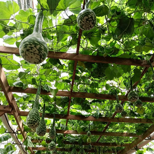 Swan Gourd, 15 Seeds