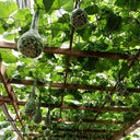 Swan Gourd, 15 Seeds