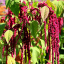 Red Love-Lies-Bleeding, 1000 Seeds