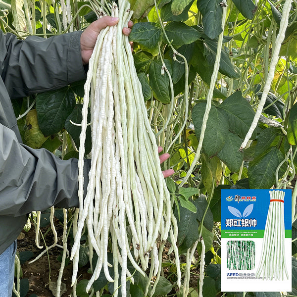 'Zhengjiang Yinshuai' Cowpea Seeds, 30g