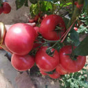 Alas No.9 Hybrid Pink Tomato Seeds, 50 Seeds