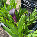 'Odessa' Calla Lily, 16/18cm Circumference, 1 Bulb