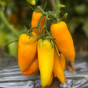 658 Yellow Pepper Tomato, 5 Seeds