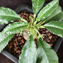 W955 Dorstenia crispa, 5 Seeds