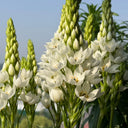 U2219 White Star of Bethlehem Bulbs, 0.3-0.4 in (0.8-1 cm), 10 Bulbs