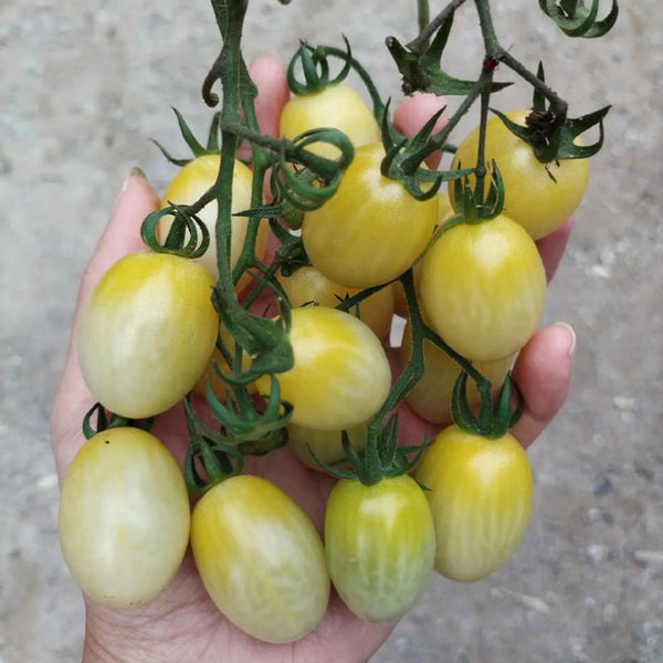 White Jade Cherry Tomato, 100 Seeds