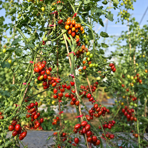 321 Blood Drop Tomato, 5 Seeds