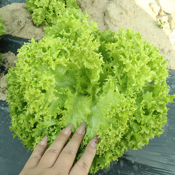 'Dasusheng' Lettuce Seeds, 10g