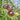 421 Ozark Sunset Tomato, 5 Seeds
