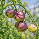 421 Ozark Sunset Tomato, 5 Seeds