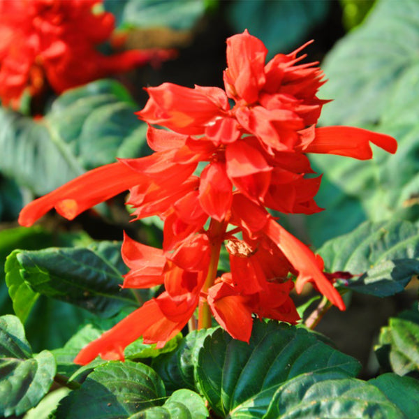 Scarlet Sage Seeds (Salvia splendens), Pack of 100