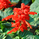 Scarlet Sage Seeds (Salvia splendens), Pack of 100