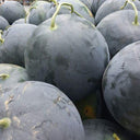 'Golden Obsidian' Seedless Watermelon Seeds, 20 Seeds