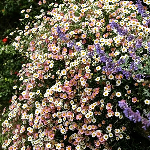 Mexican Fleabane, 20 Seeds