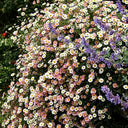 Mexican Fleabane, 20 Seeds