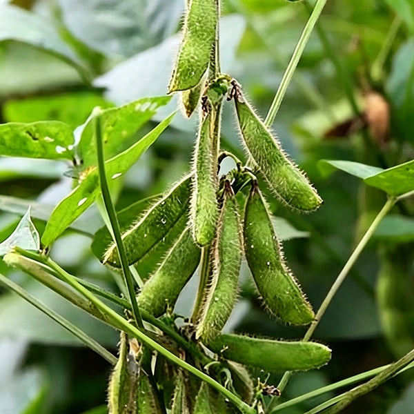 Small Black Soybean Seeds, 40g