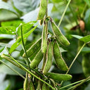 Small Black Soybean Seeds, 40g