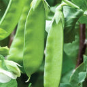 Sweet & Crispy Snow Pea Seeds, 10g Per Bag