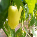 Cream Fruit Sweet Pepper, 50 Seeds