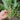 Three-Forked Water Spinach Seeds, 10g