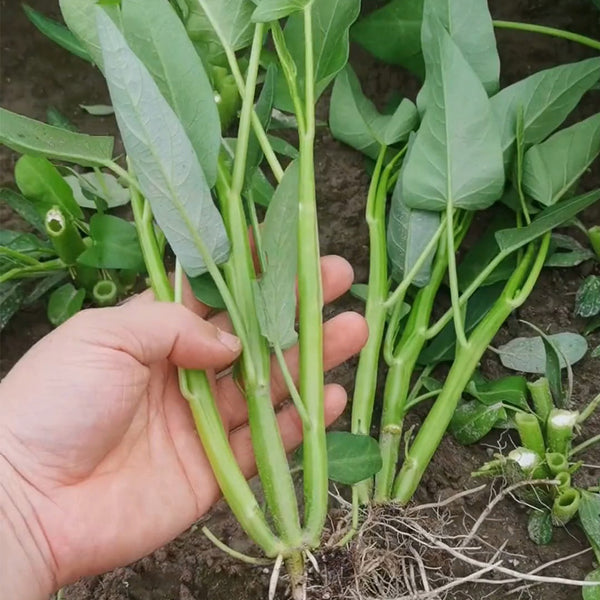 Three-Forked Water Spinach Seeds, 10g
