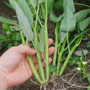 Three-Forked Water Spinach Seeds, 10g