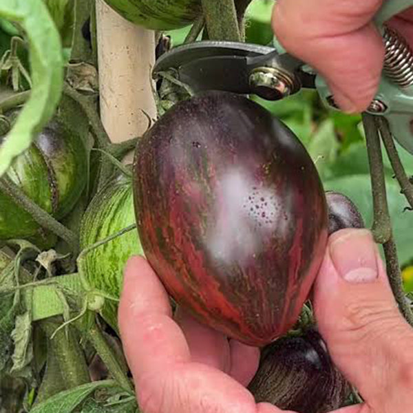 Cosmic Heart Rebel Space Warrior Tomato, 5 Seeds