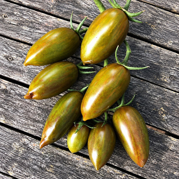 527 Green Ripper Tomato, 5 Seeds