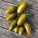 527 Green Ripper Tomato, 5 Seeds