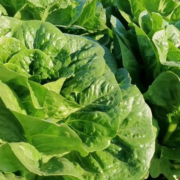 Romaine Lettuce Seeds, 10g