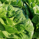 Romaine Lettuce Seeds, 10g