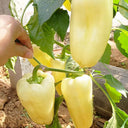Cream Fruit Sweet Pepper, 50 Seeds