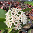 Hoya australis, 5 Cuttings