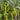 Yellow Beauty Pepper Seeds, 0.3g