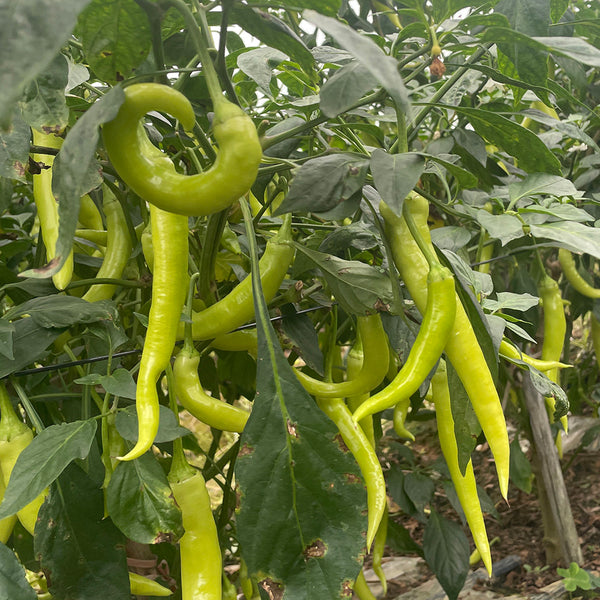 Yellow Beauty Pepper Seeds, 0.3g