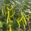 Yellow Beauty Pepper Seeds, 0.3g
