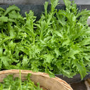 Curly Endive Seeds, 5g