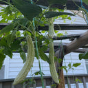 Chang Cui Yu Slender Bitter Melon, 5 Seeds