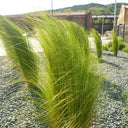 Mexican Feathergrass, 50 Seeds