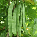 Green Dragon Snap Bean Seeds, 5 × 10g Bags