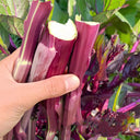 Xishuai Purple Stem Mustard Seeds, 500 Seeds