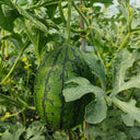 "Meihui 007" Watermelon Seeds, 200 Seeds