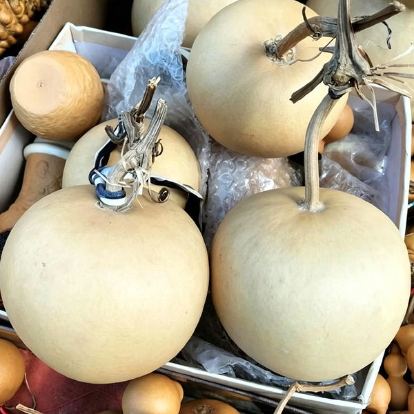 Big Apple Gourd, 5 Seeds